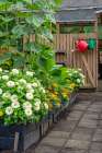 Bellevue, Washington State, USA. Dahlias, marigolds and sunflowers growing in a raised bed. Art Print